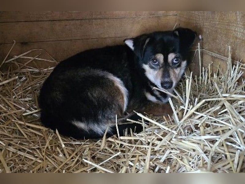 lieber, kleiner Funky sucht dringend seine Familie