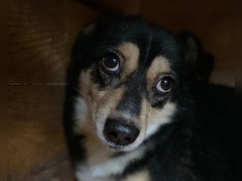 lieber, kleiner Funky sucht dringend seine Familie