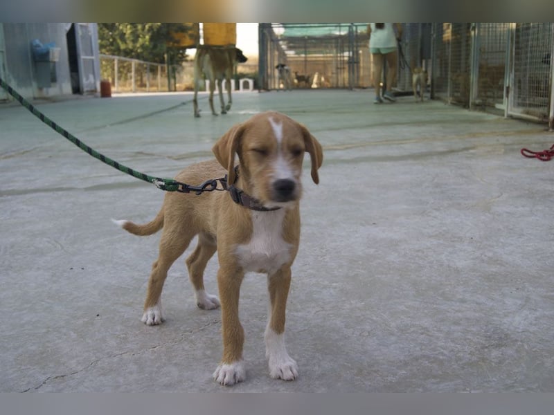 BROWNIE-Ein Herz auf vier Pfoten sucht sein zu Hause für immer