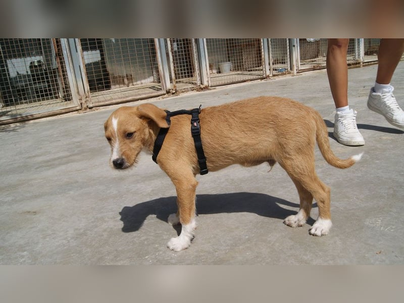 BROWNIE-Ein Herz auf vier Pfoten sucht sein zu Hause für immer