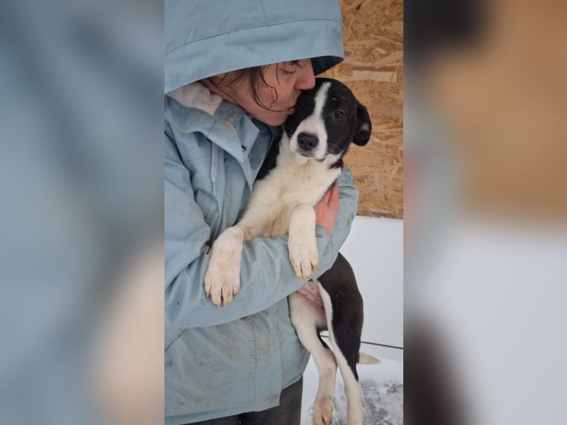 LEONIE-Sanfte BELLA-fristet in Kälte und Lärm ihr Dasein-wer hat ein liebevolles Für-immer-Zuhause?