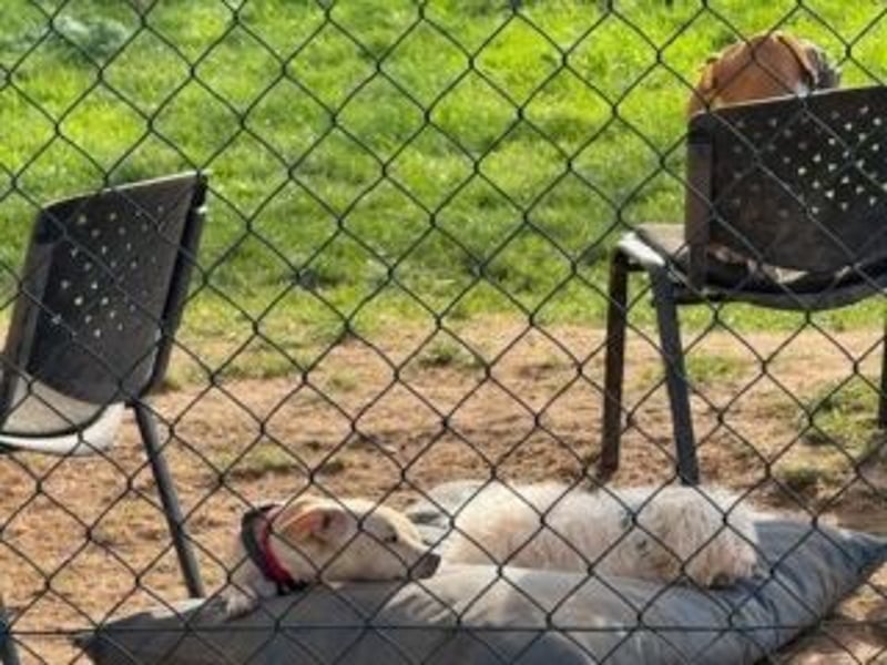 Sonnenschein NIRVANA ist bereit für sein liebevolles "Für-immer-Zuhause"