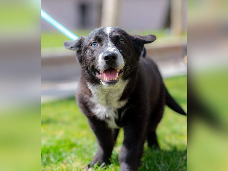 NORR-kleiner Sonnenschein, sehr lieb, ausgeglichen, verspielt, menschenbezogen