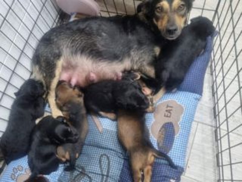 FARAH-kleiner Wirbelwind sucht seine Menschenfamilie