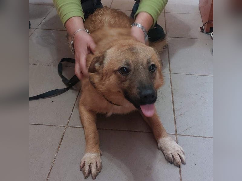 NELLY-Herz aus Gold sucht sehnlichst liebevolles Für-immer-Zuhause