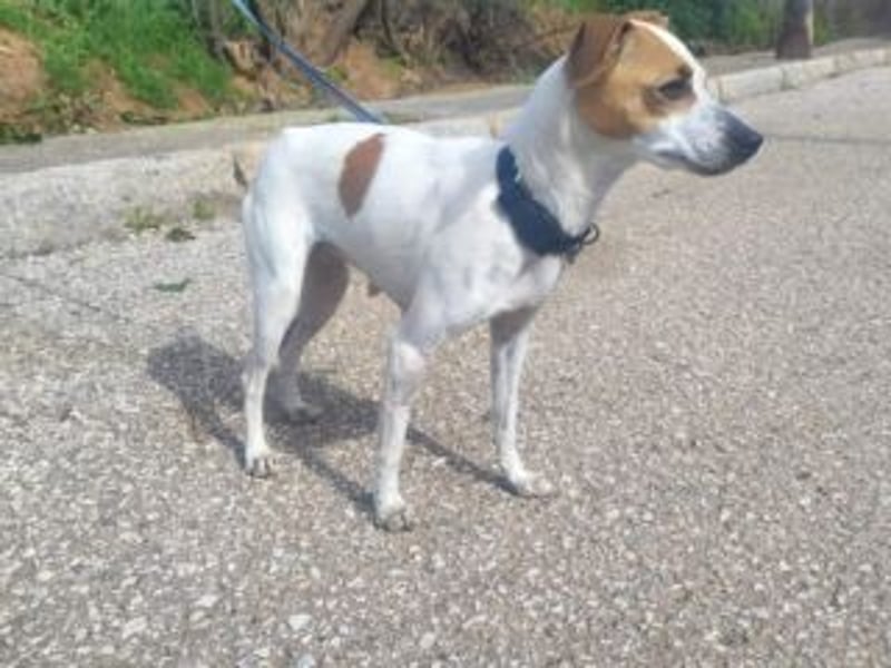 MARTA-kleine Hündin mit einem großen Herzen