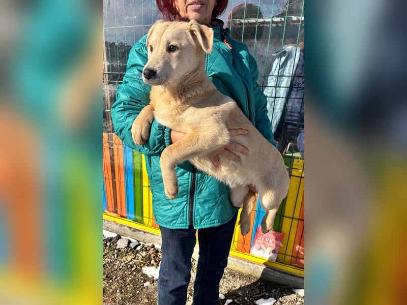 ZOE- verschmust, lieb, menschenbezogen, bereit für ihre liebevolle Für-immer-Familie