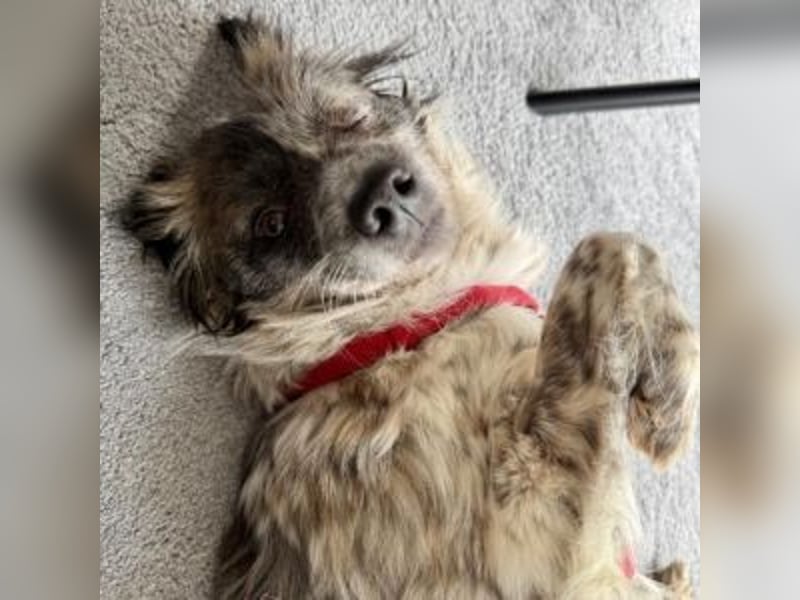 MAGGIE-sucht ein Menschenherz, das ihr die Welt zeigt