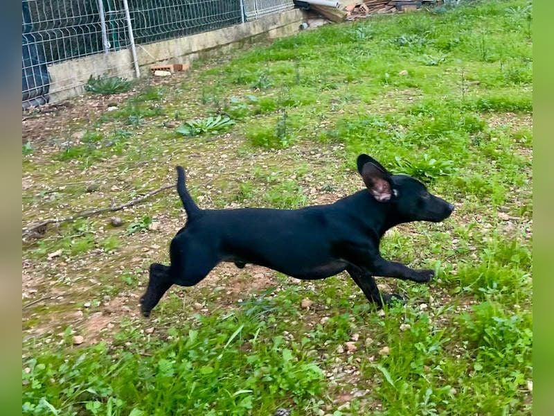 CAPO-ein kleiner,schwarzer Hundejunge,der sofort alle Herzen erobert auf der Suche nach se Familie