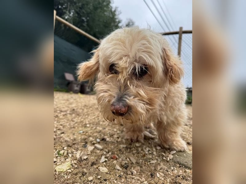 JHONNY-wahrer Schatz auf 4 Pfoten erobert alle Herzen, wartet sehnsüchtig auf sein Für-immer-Zuhause