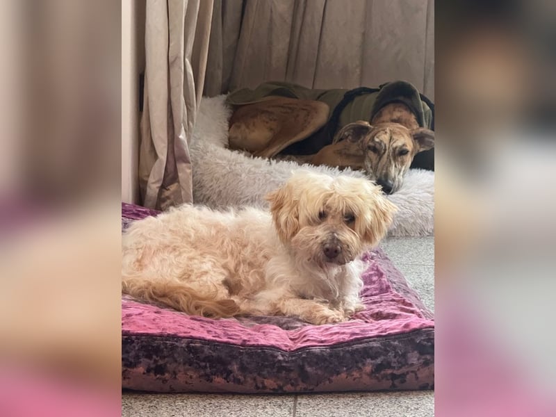 JHONNY-wahrer Schatz auf 4 Pfoten erobert alle Herzen, wartet sehnsüchtig auf sein Für-immer-Zuhause