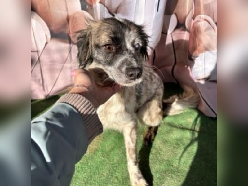 MAGGIE-sucht ein Menschenherz, das ihr die Welt zeigt