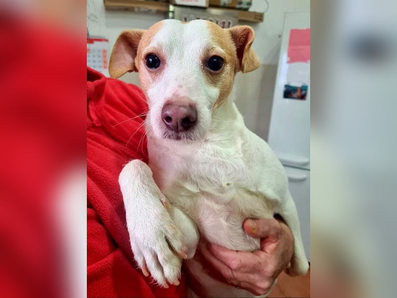 Fröhlicher BAKU-wartet in 79280 Au auf sein liebevolles Zuhause