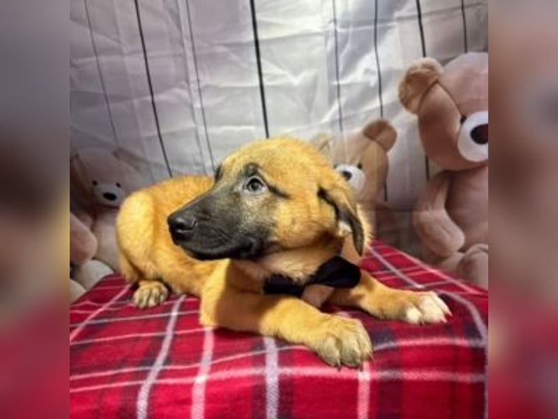 ZORRO-möchte IHR neues Familienmitglied werden!