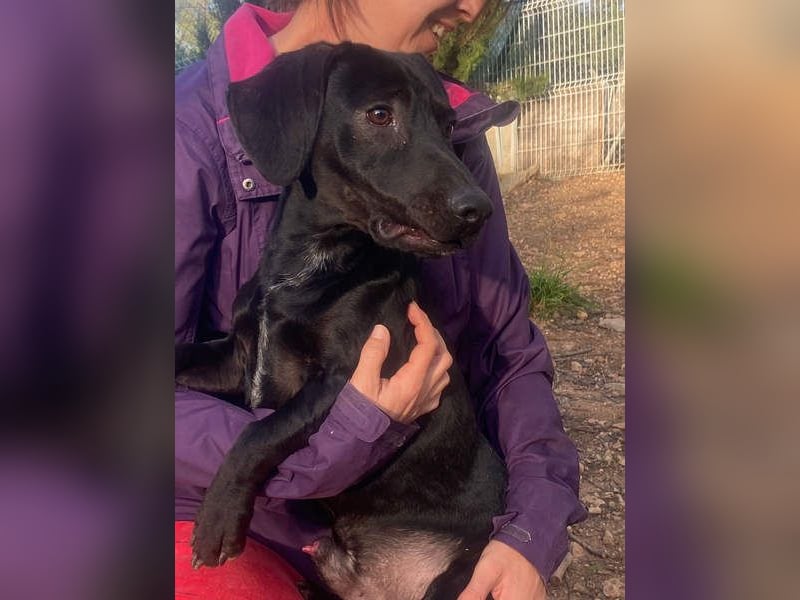 CAPO-ein kleiner,schwarzer Hundejunge,der sofort alle Herzen erobert auf der Suche nach se Familie