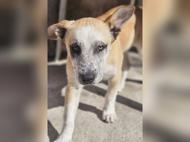 Kleine FLORA-alleine auf den Straßen unterwegs sucht sehnsüchtig liebevolles Zuhause