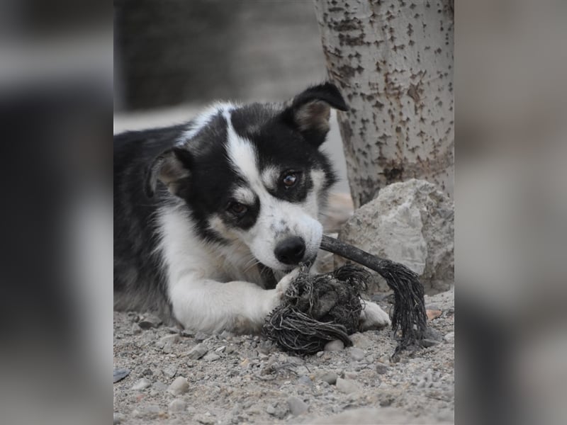 MUCKI - geselliges Kerlchen