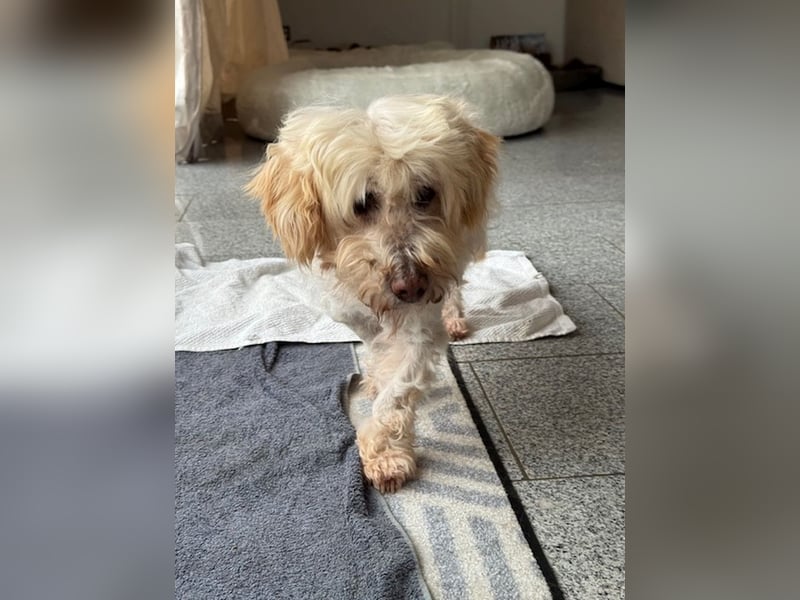 JHONNY-wahrer Schatz auf 4 Pfoten erobert alle Herzen, wartet sehnsüchtig auf sein Für-immer-Zuhause