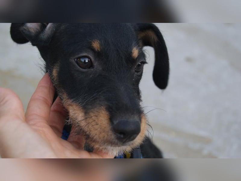 LARISSA - kleine Zaubermaus sucht ihr eigenes Für-immer-Körbchen