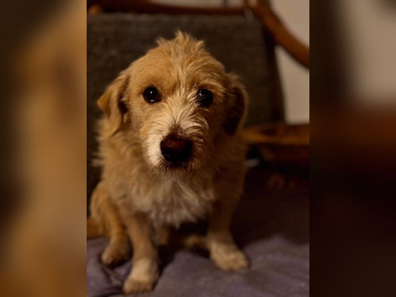 Süße JUNO sucht ihre liebevolle Für-immer-Familie