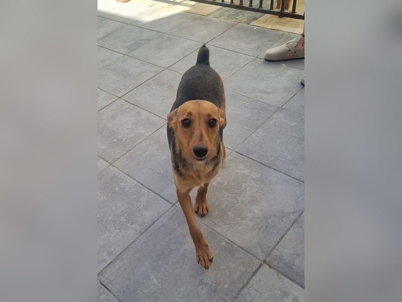 CHINA- überaus zärtlich, fürsorglich, sehnt sich nach menschlicher Nähe und liebevollem Zuhause