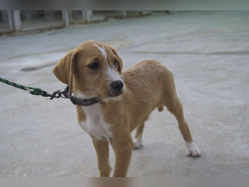 BROWNIE-Ein Herz auf vier Pfoten sucht sein zu Hause für immer