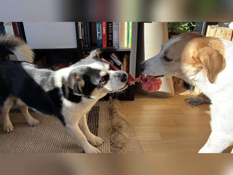 MUCKI - geselliges Kerlchen