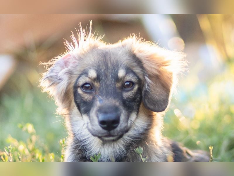 FELIA -wartet im Tierheim 79312 Emmendingen auf ihr liebevolles Für-immer-Zuhause