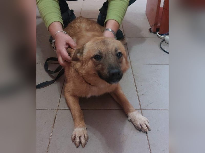 NELLY-Herz aus Gold sucht sehnlichst liebevolles Für-immer-Zuhause