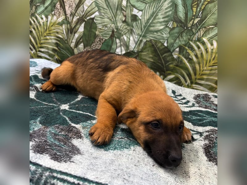 Cooper – bereit für die große Reise ins Glück