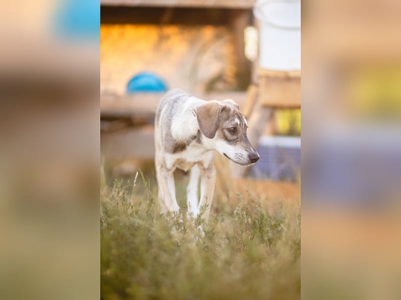 MILO - wartet auf Pflegestelle in 79206 Breisach auf ein gutes Zuhause