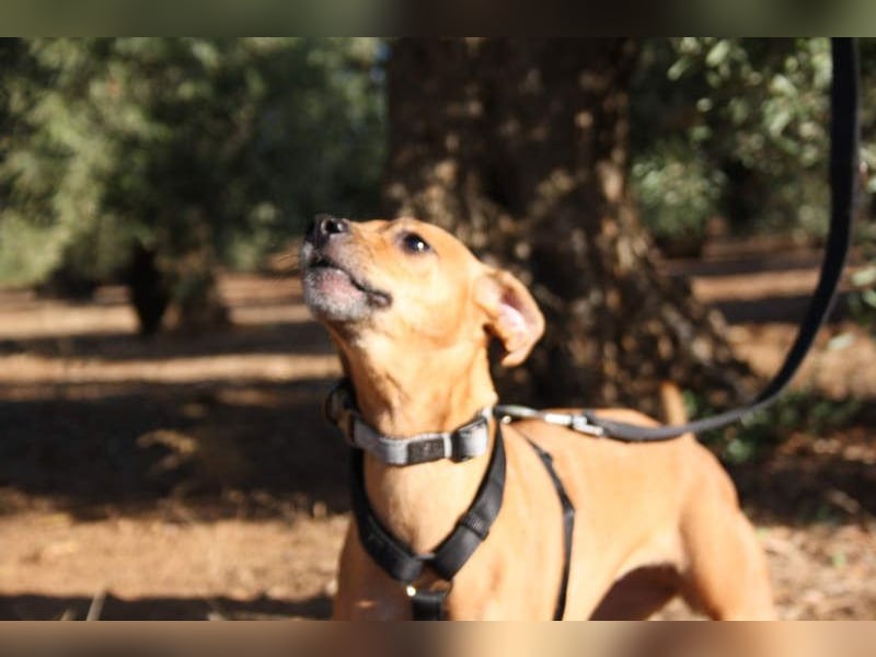 LUNA- pure Lebensfreude trifft mitten ins Herz. Gute-Laune-Mädchen sucht liebevolles Zuhause