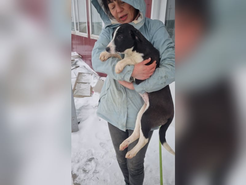 LEONIE-Sanfte BELLA-fristet in Kälte und Lärm ihr Dasein-wer hat ein liebevolles Für-immer-Zuhause?