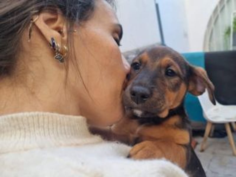 FARAH-kleiner Wirbelwind sucht seine Menschenfamilie