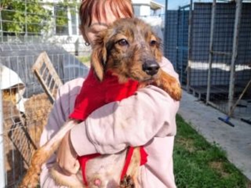 TUCKER-zarter, liebenswerter kleiner Hundebub