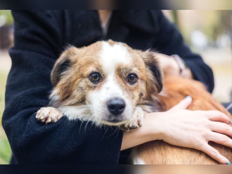 BISCUIT-kleiner Sonnenschein-liebevoll, anhänglich sucht sein liebevolles Für-immer-Zuhause