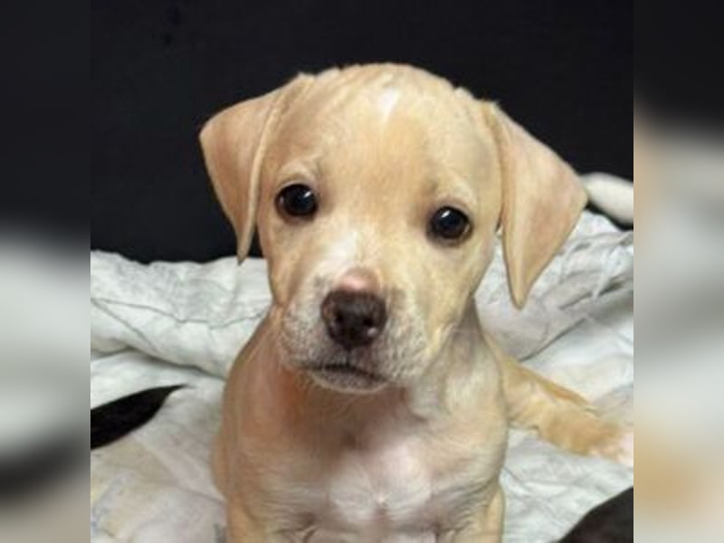 Sonnenschein NIRVANA ist bereit für sein liebevolles "Für-immer-Zuhause"