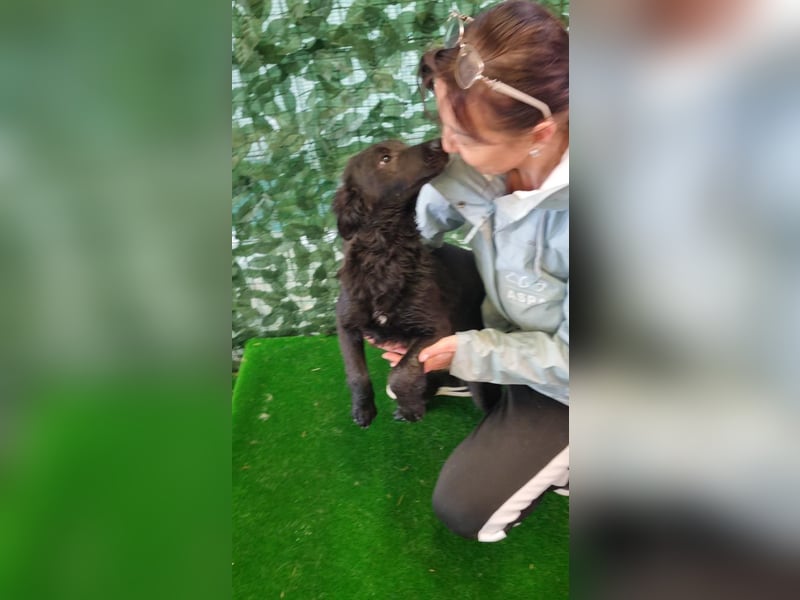 Freundliche MAGGY- wartet auf gepacktem Köfferchen auf ihre liebevolle Familie