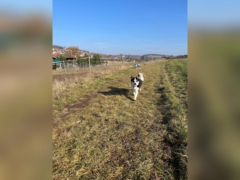 MUCKI - geselliges Kerlchen