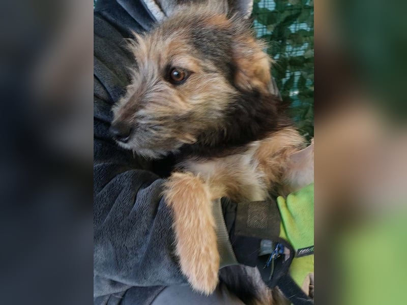 Diesel – offen und freundlich