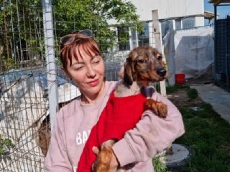 TUCKER-zarter, liebenswerter kleiner Hundebub