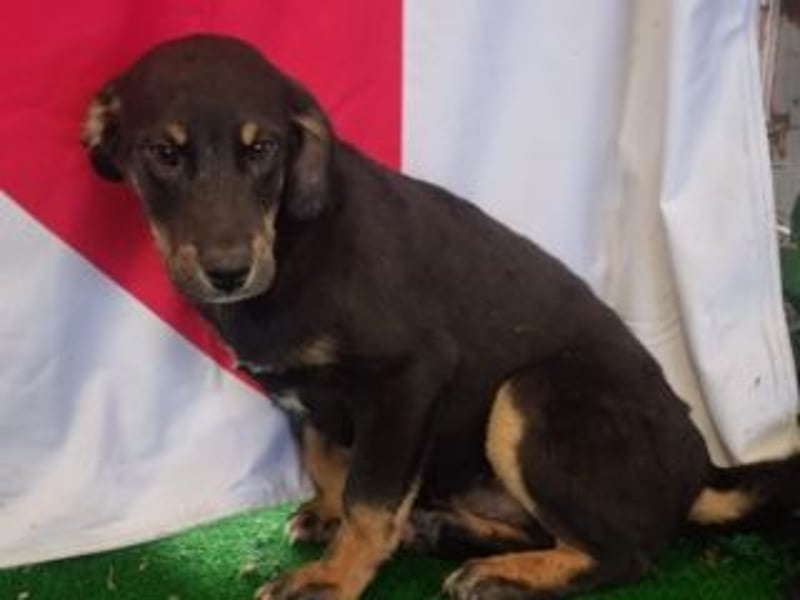 OLAF-überaus liebenswürdigen schokoladenfarbenen Mischlingsrüde