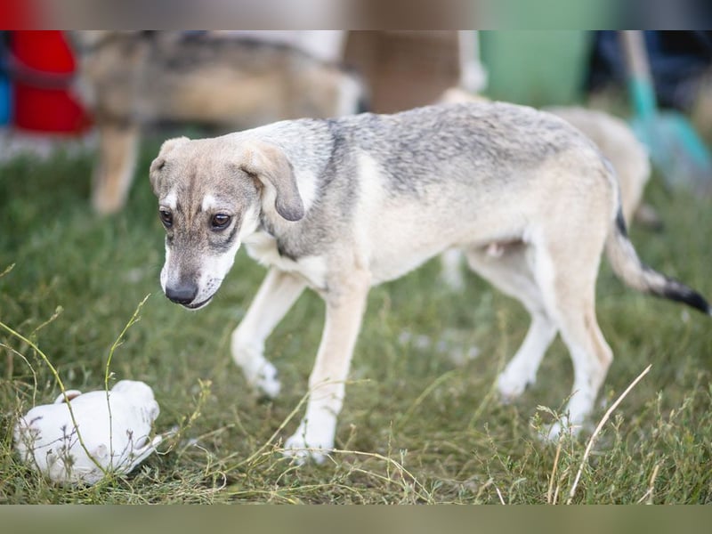 MILO - wartet auf Pflegestelle in 79206 Breisach auf ein gutes Zuhause