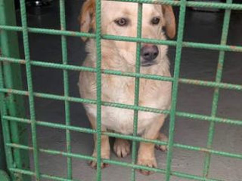 NEMO-sehr verspieltes lustiges kleines Kerlchen