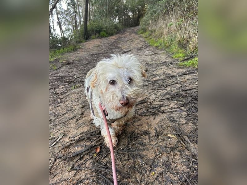 JHONNY-wahrer Schatz auf 4 Pfoten erobert alle Herzen, wartet sehnsüchtig auf sein Für-immer-Zuhause