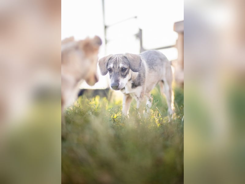 MILO - wartet auf Pflegestelle in 79206 Breisach auf ein gutes Zuhause
