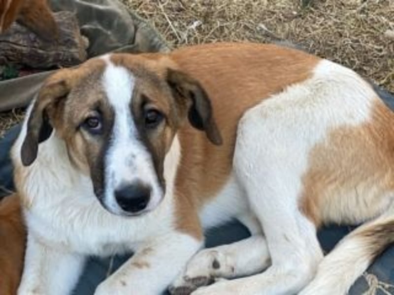 SPARTA-ist gerne mittendrin statt nur dabei und liebt es zu kuscheln und zu schmusen