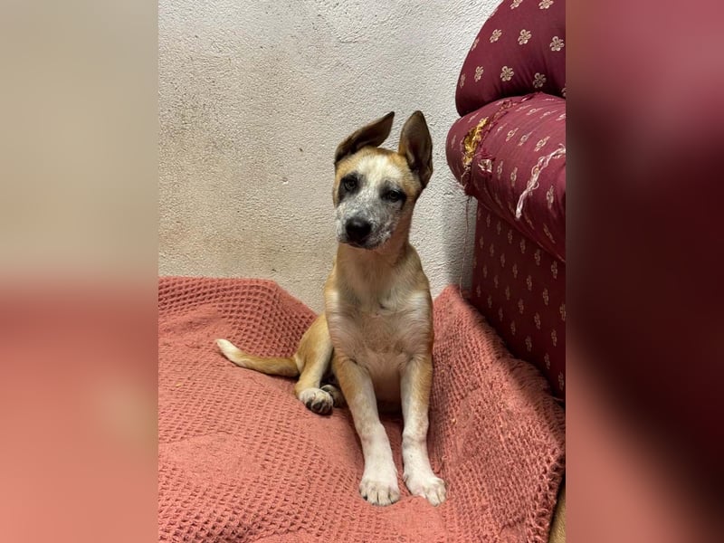 Kleine FLORA-alleine auf den Straßen unterwegs sucht sehnsüchtig liebevolles Zuhause