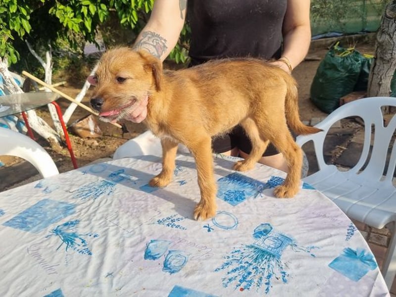 Kleine Robin sucht ihr großes Glück: seit sie In letzter Sekunde dem Schicksal entkommen ist!