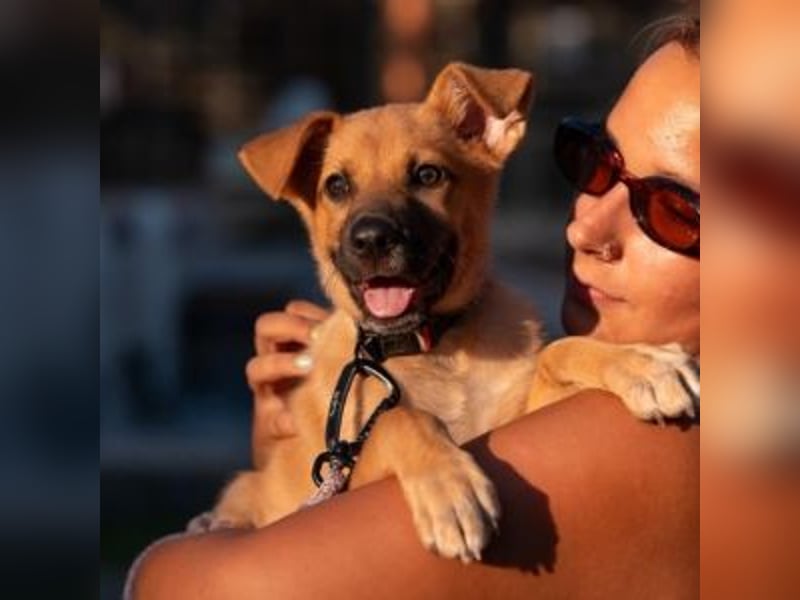 SCOOBY-Kleine Pfoten und riesiges Herz – Scooby sucht sein Für-immer-Zuhause